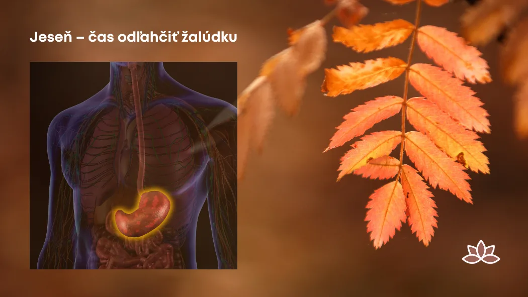 Jeseň – čas odľahčiť žalúdku